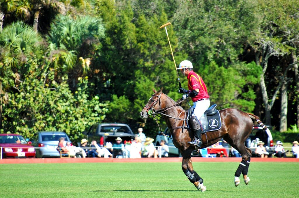 polo, polo horse, sport